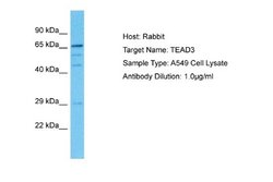 TEAD3 Rabbit anti-Human, Polyclonal, Novus Biologicals 0.1 mL | Buy Online | Novus Biologicals | Fisher Scientific